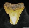Nearly Inch Megalodon Tooth From SC #840-1